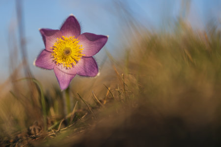 Pasque flowers on spring field. Photo Pulsatilla grandis with nice bokeh