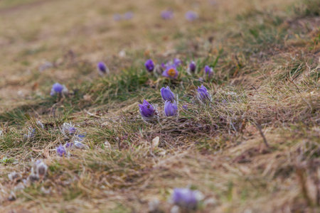 Pasque flowers on spring field. Photo Pulsatilla grandis with nice bokeh