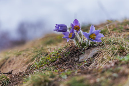 Pasque flowers on spring field. Photo Pulsatilla grandis with nice bokehの写真素材