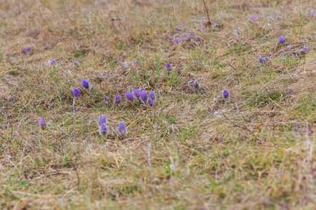 Pasque flowers on spring field. Photo Pulsatilla grandis with nice bokeh