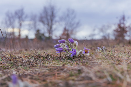 Pasque flowers on spring field. Photo Pulsatilla grandis with nice bokeh