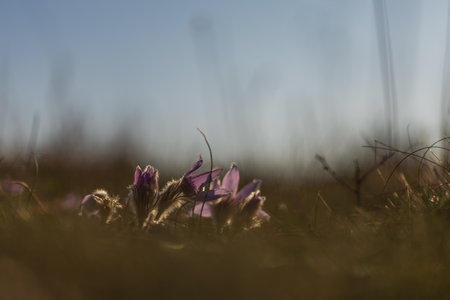 Pasque flowers on spring field. Photo Pulsatilla grandis with nice bokeh