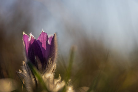 Pasque flowers on spring field. Photo Pulsatilla grandis with nice bokeh