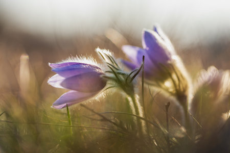 Pasque flowers on spring field. Photo Pulsatilla grandis with nice bokehの写真素材