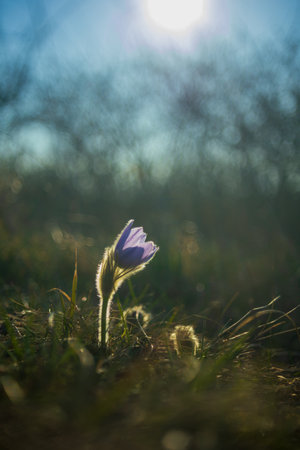 Pasque flowers on spring field. Photo Pulsatilla grandis with nice bokeh