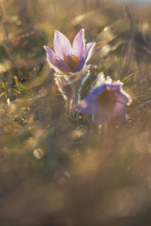 Pasque flowers on spring field. Photo Pulsatilla grandis with nice bokehの写真素材