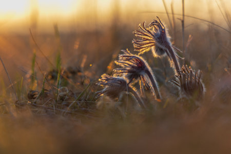 Spring flower in the meadow - Pasqueflower - Pulsatilla pratensis at sunset