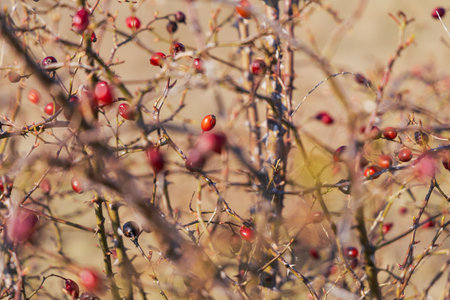 Meadow with trees and flowers. Setting sun in the landscapeの写真素材