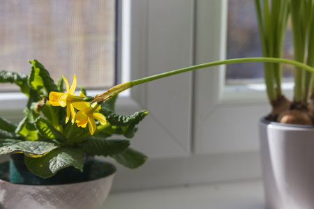 Yellow spring flower Daffodil - Narcissus on an indoor window sillの写真素材