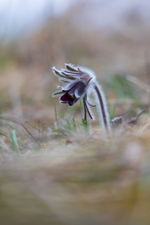 Spring purple flower in the meadow - Pasqueflower - Pulsatilla pratensis at sunsetの写真素材
