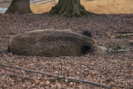 Wild boar - Sus scrofa - in the forest in its natural habitat. Photo of wild natureの写真素材
