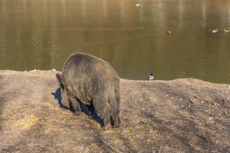 Wild boar - Sus scrofa - in the forest and in its natural habitat. Photo of wild natureの写真素材