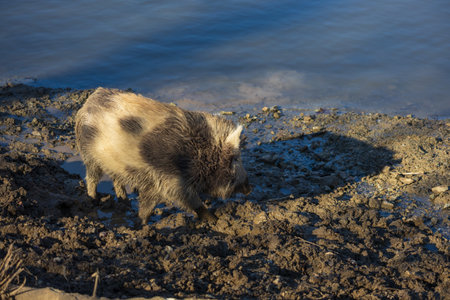 Wild boar - Sus scrofa - in its natural habitat. Photo of wild natureの写真素材