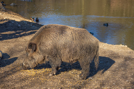 Wild boar - Sus scrofa - in the forest and by the in its natural habitat. Photo of wild natureの写真素材