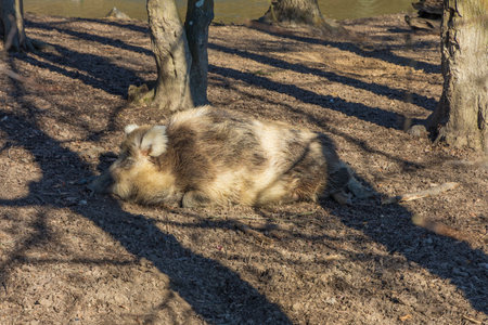 Wild boar - Sus scrofa - in the forest and by the in its natural habitat. Photo of wild nature