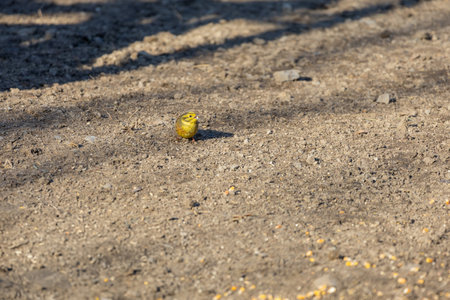 Common Bunting - Emberiza citrinella - a small songbird standing on the ground and picking grainの写真素材