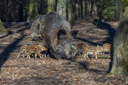 Wild boar - Sus scrofa - in the forest in its natural habitat. Photo of wild nature