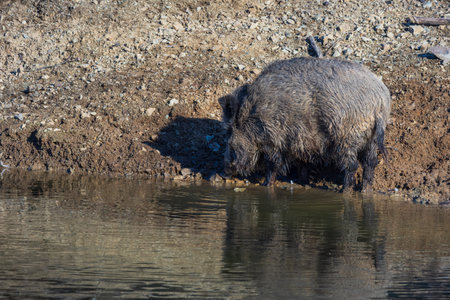 Wild boar - Sus scrofa - in its natural habitat. Photo of wild nature