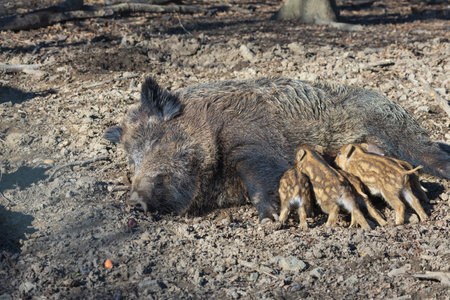 Wild boar - Sus scrofa - in the forest and by the in its natural habitat. Photo of wild natureの写真素材
