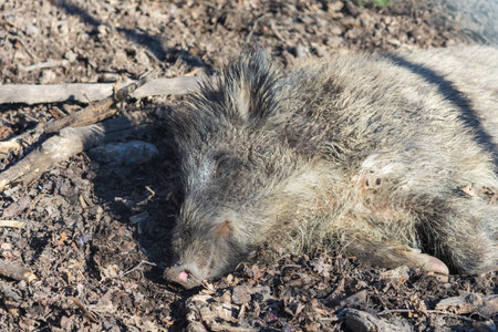 Wild boar - Sus scrofa - in the forest and by the in its natural habitat. Photo of wild natureの写真素材