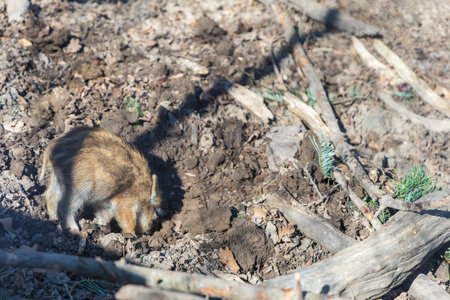 Wild boar - Sus scrofa - in the forest and by the in its natural habitat. Photo of wild natureの写真素材