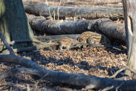 Wild boar - Sus scrofa - in the forest and by the in its natural habitat. Photo of wild natureの写真素材
