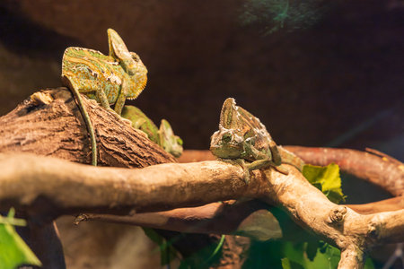 Large Yemeni Chameleonの写真素材