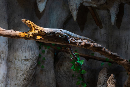 Lizard in a terrarium climbing a branchの写真素材