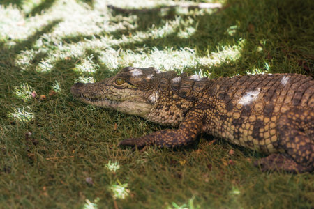 Crocodile in the zoo park on the island of Gran Canaria Spainの写真素材