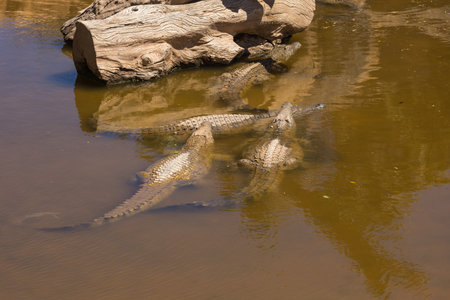 Crocodile in the zoo park on the island of Gran Canaria Spainの写真素材