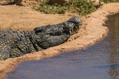 Crocodile in the zoo park on the island of Gran Canaria Spain