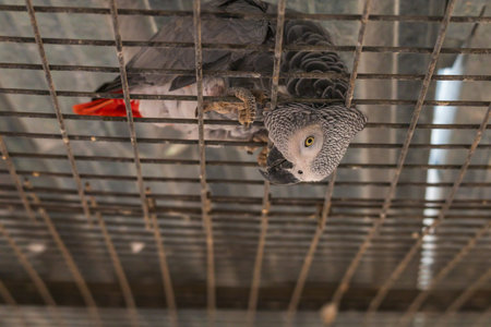 Rescued gray parrot Å½ako - Psittacus erithacus in a cageの写真素材