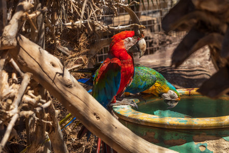 Beautiful large colorful macaw parrot in a large gardenの写真素材