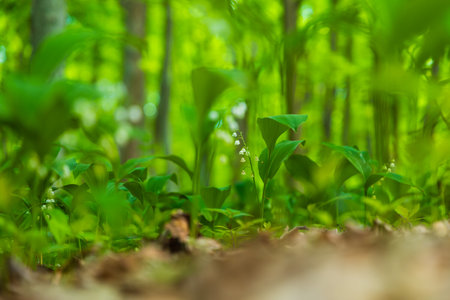 Lily of the valley - Convallaria majalis - white flower with green leaves in the forest. Beautiful...