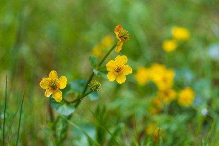 Yellow flower in a wetland - Ranunculus striatus - Ranunculus acris. The background is green