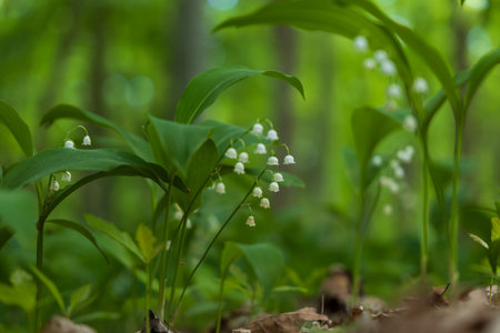 Lily of the valley - Convallaria majalis - white flower with green leaves in the forest. Beautiful bokeh.の写真素材