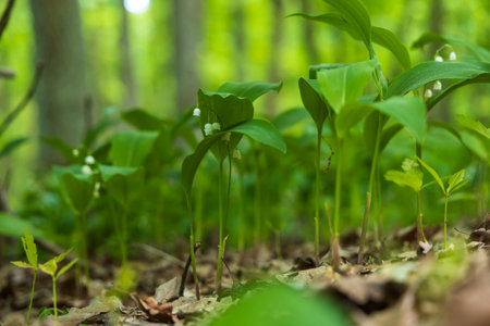 Lily of the valley - Convallaria majalis - white flower with green leaves in the forest. Beautiful...