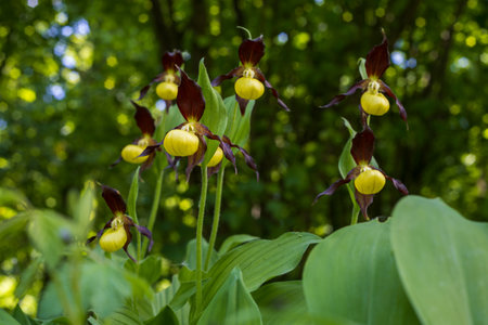 Beautiful rare flower orchid Slipper orchid - Cypripedium calceolus in the wildの写真素材
