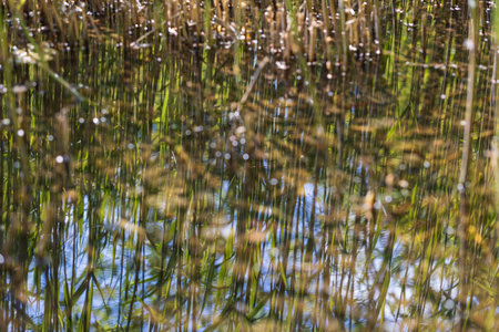 Reeds in a swamp are reflected in the water. Nice bokeh in the background. Water surface