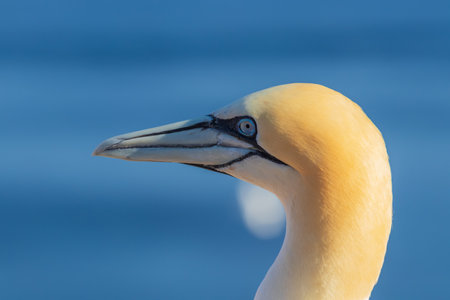 Wild seabird Great Black-headed Gull - Morus bassanus in a colony on the island of Heligoland in Germanyの写真素材
