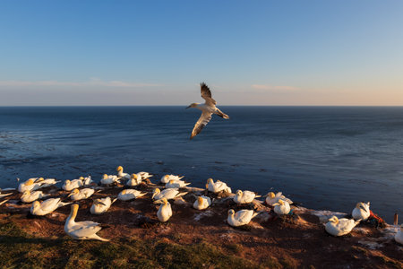 Wild seabird Northern Gannet - Morus bassanus in a colony on the island of Heligoland in Germanyの写真素材