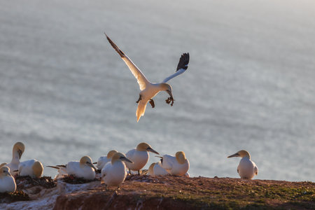 Wild seabird Northern Gannet - Morus bassanus in a colony on the island of Heligoland in Germanyの写真素材