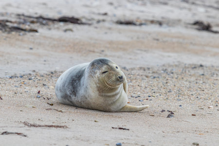 Phoca vitulina - Harbor Seal - on the beach and in the sea on the island of Dune in Germany. Wild photoの写真素材
