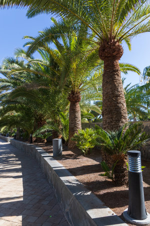 Palm trees by the path to the dunes in Maspalomas on Gran Canaria Spainの写真素材