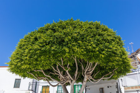 Old bushy tree with a green crown in the town of Mogan, Gran Canariaの写真素材