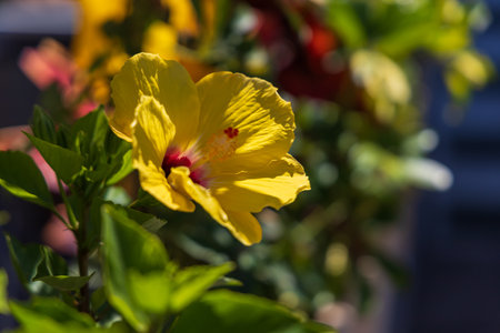 Beautiful colorful flowers in front of houses in the town of Mogan on Gran Canaria Spain
