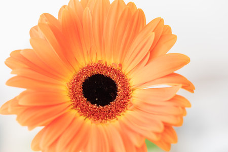 Cut flowers. Orange beautiful Gerbera on white backgroundの写真素材