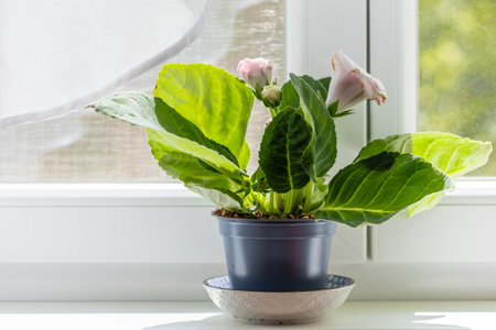 Cyclamen flower on the windowsill in the kitchen. Flower in the interiorの写真素材