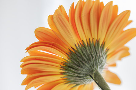 Cut flowers. Orange beautiful Gerbera on white backgroundの写真素材