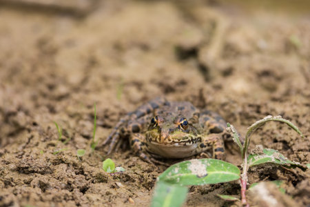 Green frog on the edge of a pond